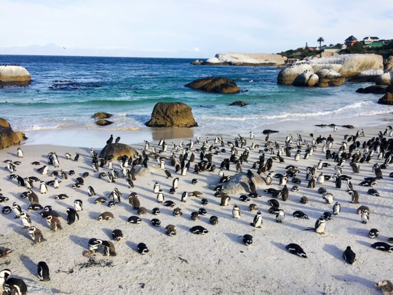 Penguin colony on Boulders beach in Simons Town, Cape Town, South Africa