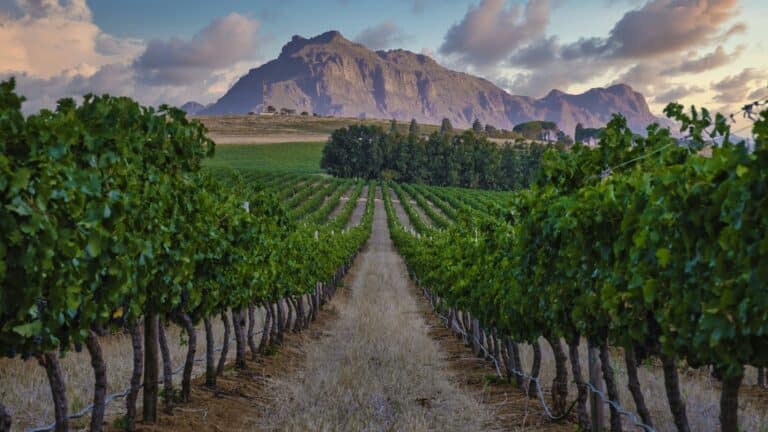 Vineyard landscape at sunset with mountains in Stellenbosch, near Cape Town, South Africa