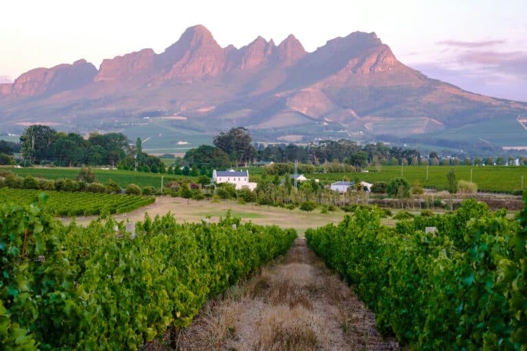 Vineyard landscape at sunset with mountains in Stellenbosch, near Cape Town, South Africa. wine