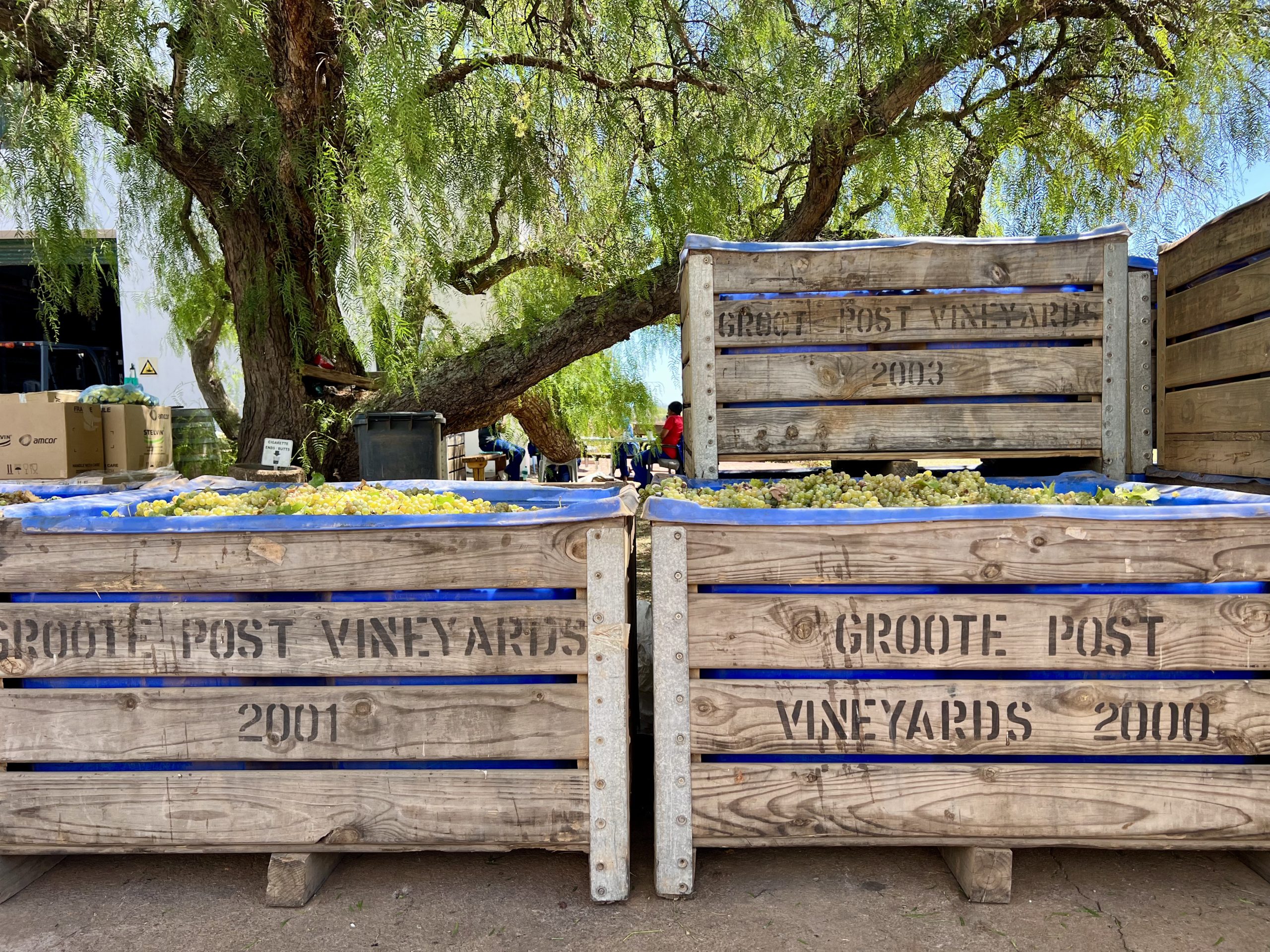 Groote-Post-Vineard (6)