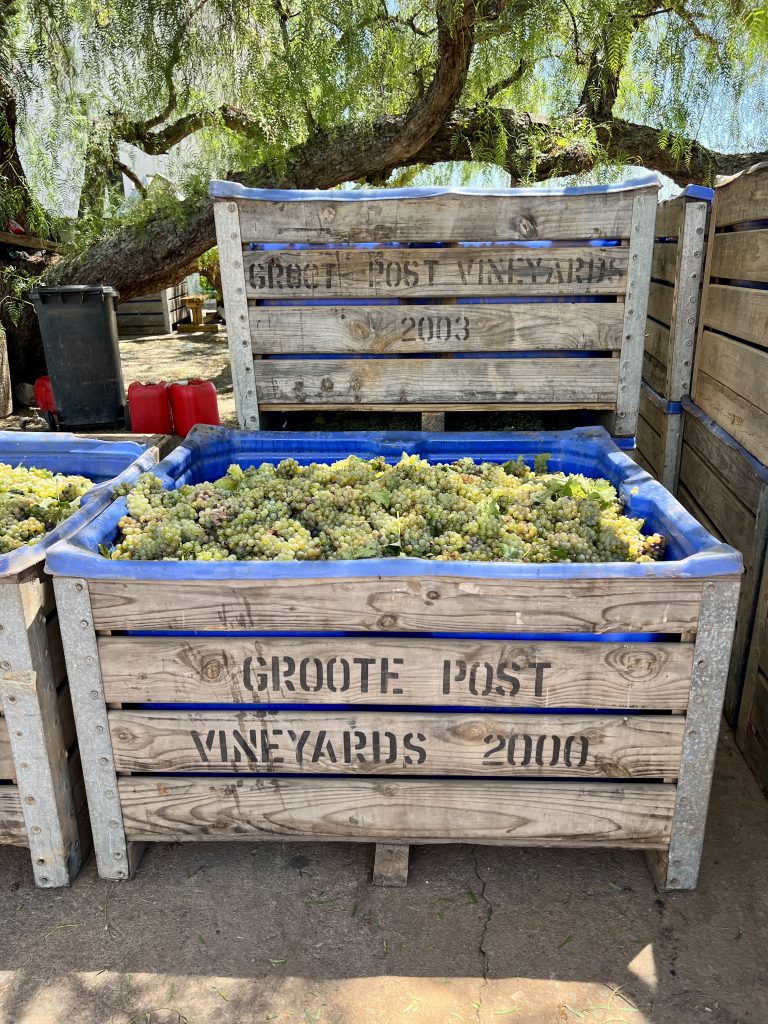 Grapes for Wine Making at Groote Post Vineyard
